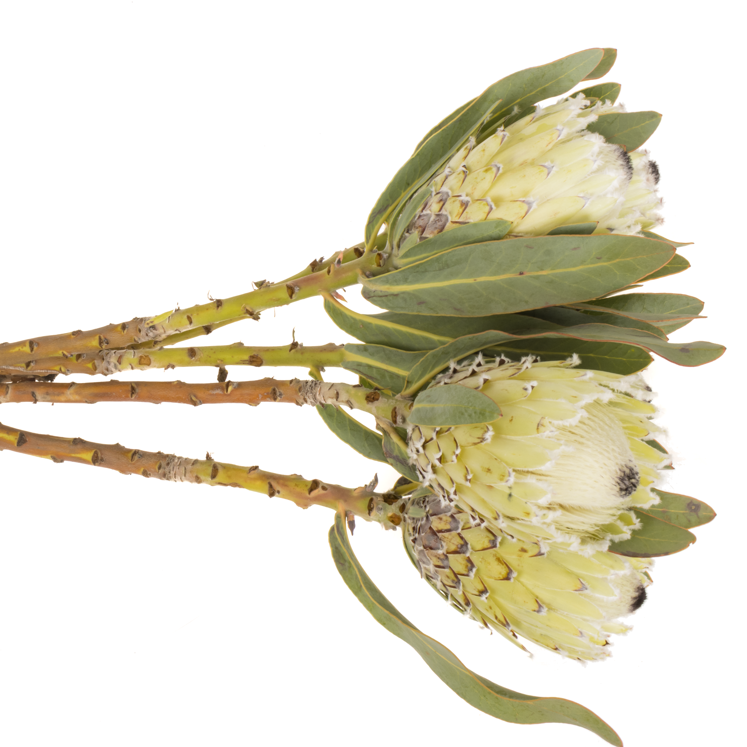 Protea creme Barbigera Polar Princess 60cm