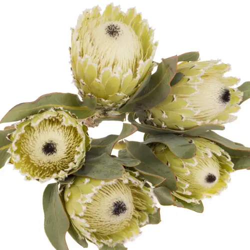 Protea creme Barbigera Polar Princess 60cm