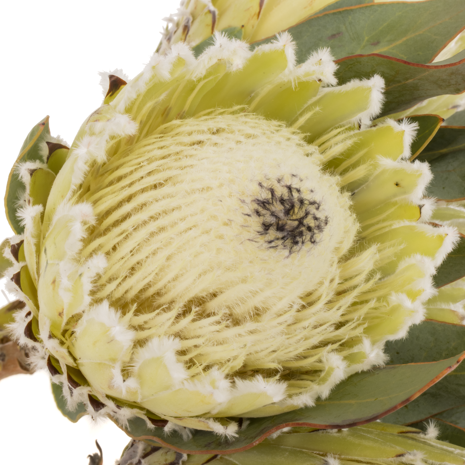 Protea creme Barbigera Polar Princess 60cm