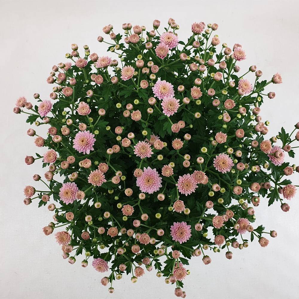 Chrys.Kugel dunkel rosa Jasoda T15 H030