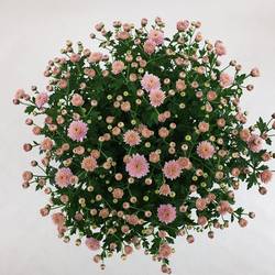 Chrys.Kugel dunkel rosa Jasoda T15 H030