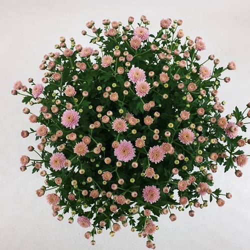 Chrys.Kugel dunkel rosa Jasoda T15 H030