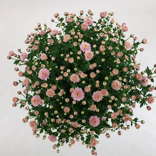Chrys.Kugel dunkel rosa Jasoda T15 H030
