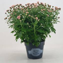 Chrysantheme Kugel dunkel rosa Jasoda T15 H030