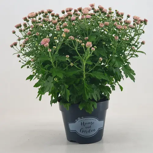 Chrysantheme Kugel dunkel rosa Jasoda T15 H030