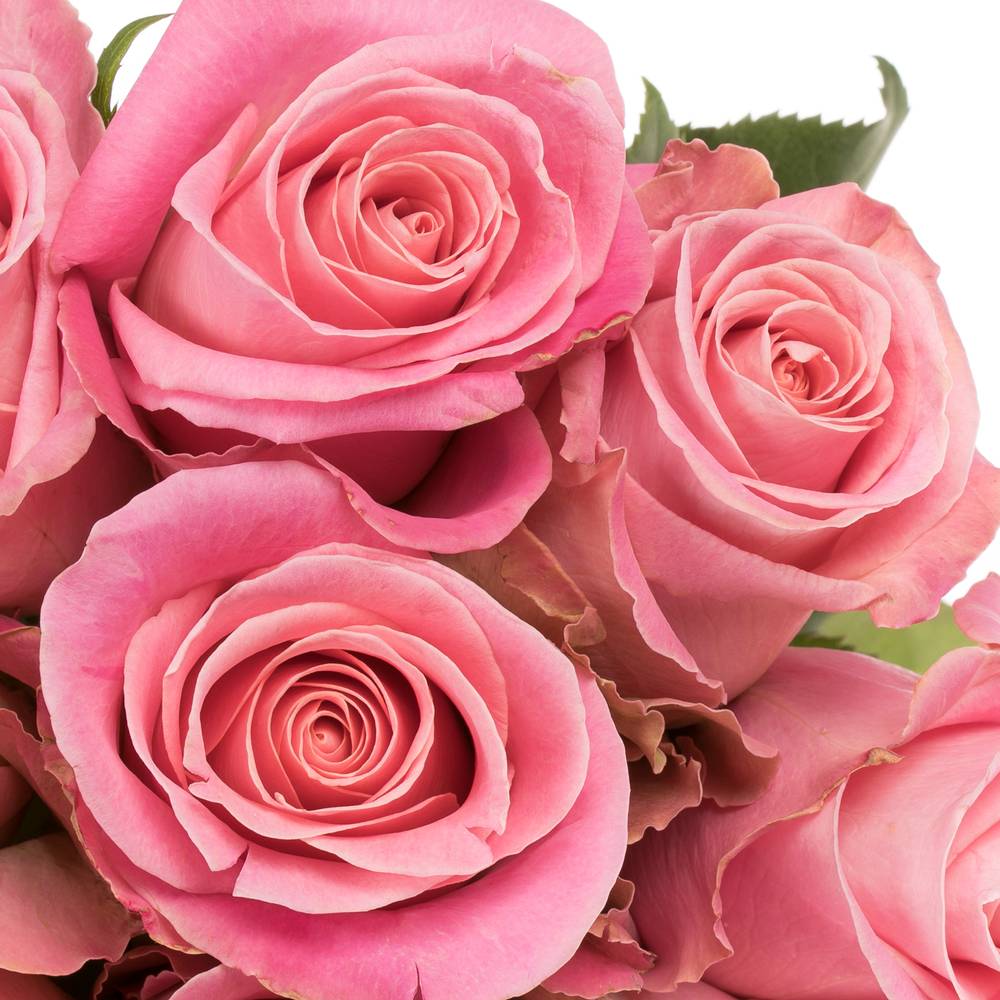 Rose rosa Hermosa (Ec) 60cm X10