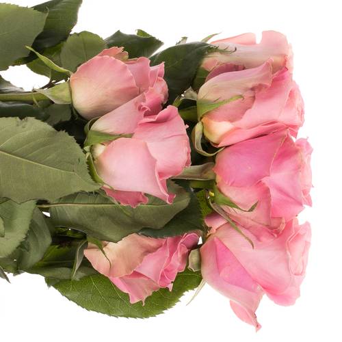 Rose rosa Hermosa (Ec) 60cm X10