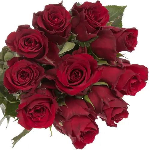 Rose rot Explorer   50cm