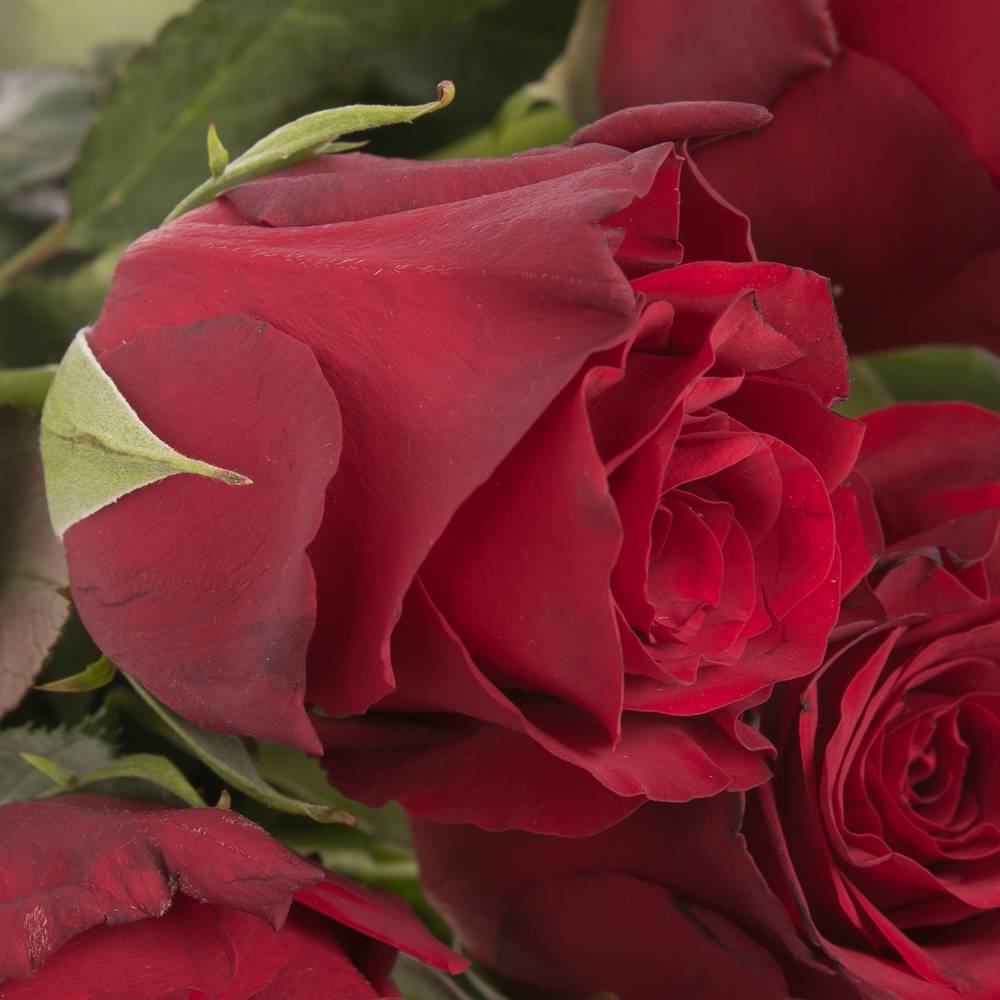 Rose rot Explorer   50cm