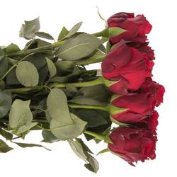 Rose rot Explorer   50cm