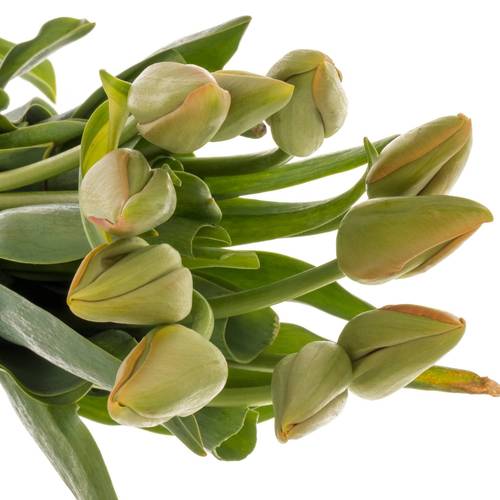 Franz.orange Avignon 50 Gramm 50cm