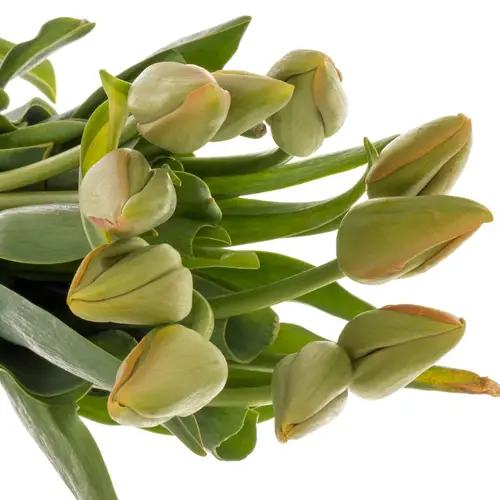 Franz.orange Avignon 50 Gramm 50cm