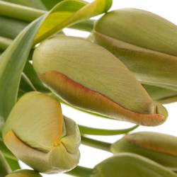 Franz.orange Avignon 50 Gramm 50cm