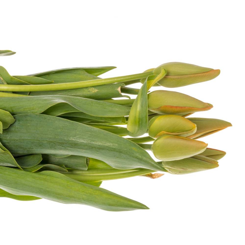 Franz.orange Avignon 50 Gramm 50cm