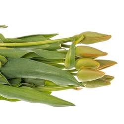 Franz.orange Avignon 50 Gramm 50cm