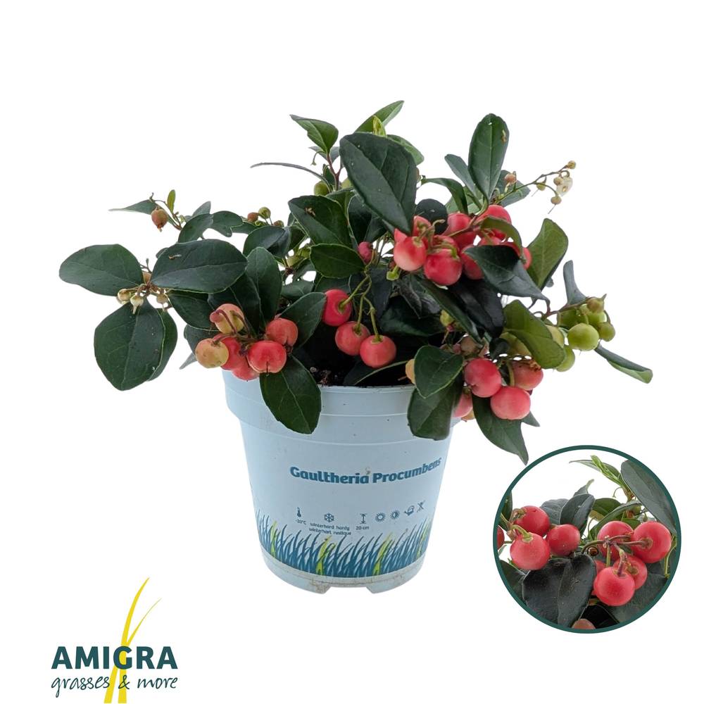Gaultheria rot Big Berry T10,5 H020