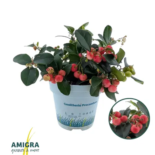 Gaultheria rot Big Berry T10,5 H020