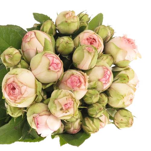 Rose rosa Freiland Piano Charming 2+Bl.40cm