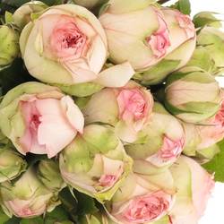 Rose rosa Freiland Piano Charming 2+Bl.40cm