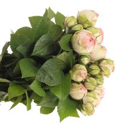 Rose rosa Freiland Piano Charming 2+Bl.40cm