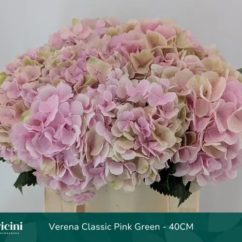 Hortensie rosa/grün Verena classic Bol 14cm 40cm