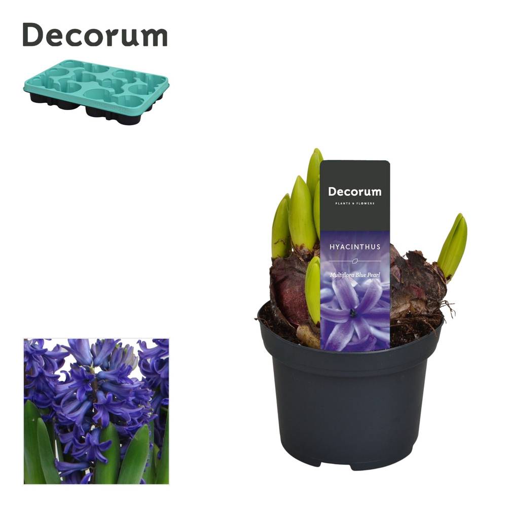 Hyazinthe blau Multiflora T09 H015