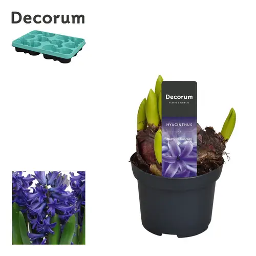 Hyazinthe blau Multiflora T09 H015