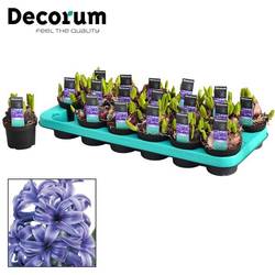 Hyazinthe blau Multiflora T09 H015