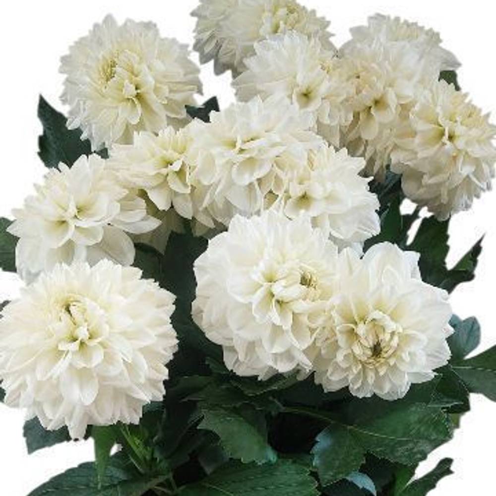 Dahlia weiss Dazz Mila 80cm