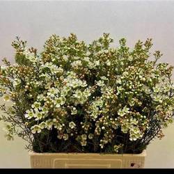 Wachsflower creme/weiss Sirius 25 Gramm 60cm