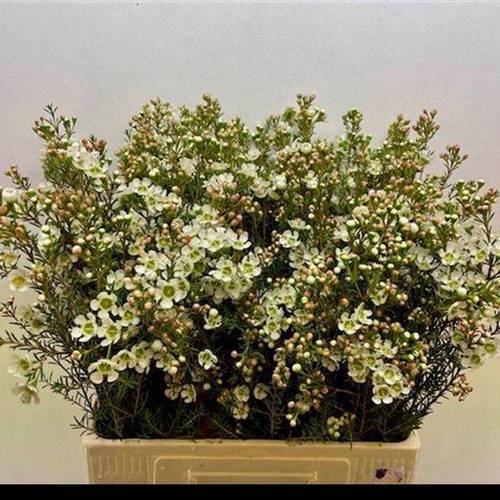 Wachsflower creme/weiss Sirius 25 Gramm 60cm