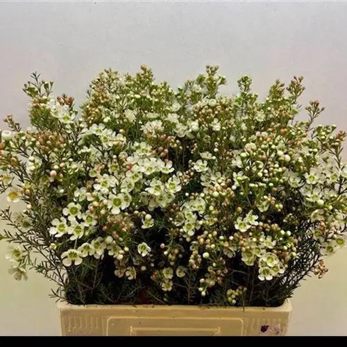 Wachsflower creme/weiss Sirius 25 Gramm 60cm