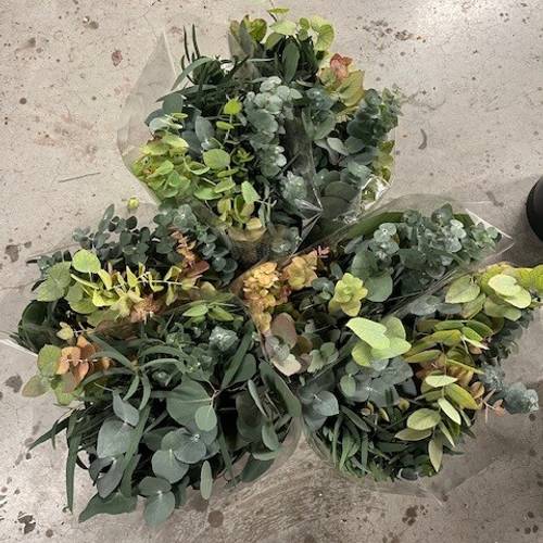 Populus Eucalyptus grün mix 5 Sorte 150 Gramm 50cm