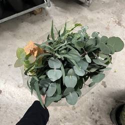 Populus Eucalyptus grün mix 5 Sorte 150 Gramm 50cm