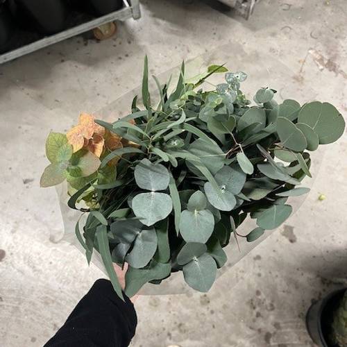 Populus Eucalyptus grün mix 5 Sorte 150 Gramm 50cm