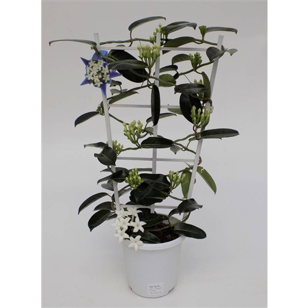 Stephanotis Grande 7-13Bl. T17 H067