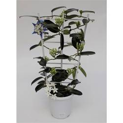 Stephanotis Grande 7-13Bl. T17 H067