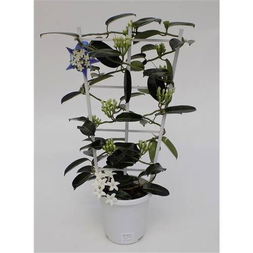Stephanotis Grande 7-13Bl. T17 H067