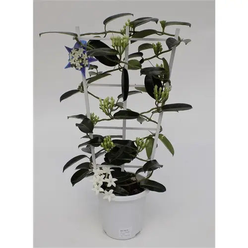 Stephanotis Grande 7-13Bl. T17 H067