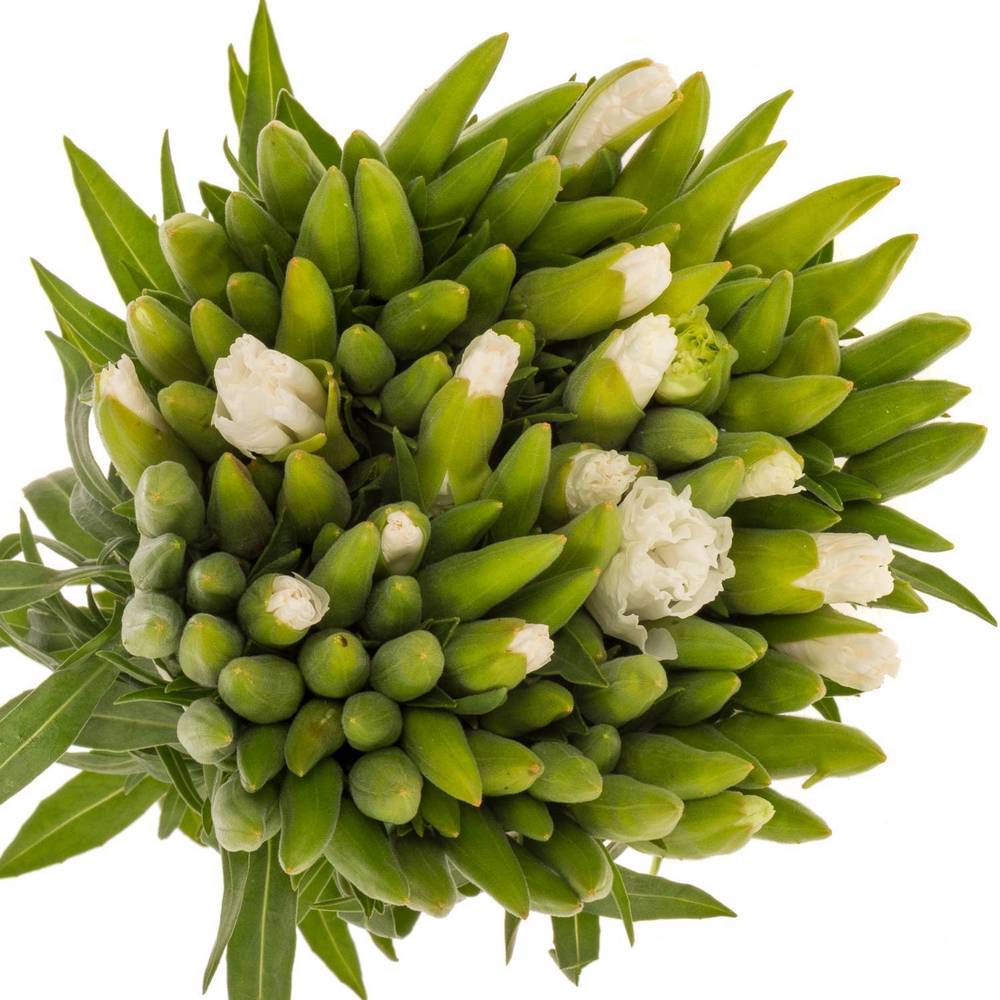 Godetia weiss 35cm