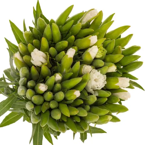 Godetia weiss 35cm