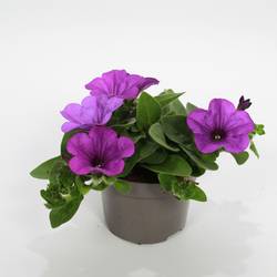 Petunia Surfinia violett T10,5 H022