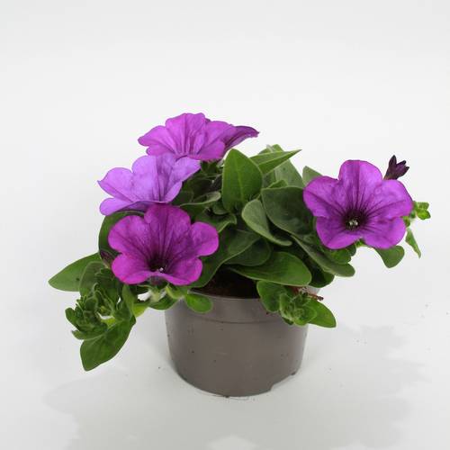 Petunia Surfinia violett T10,5 H022