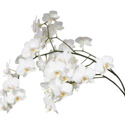 Phalaenopsis Mini weiss Venice 50 Blüte 3 Stiele