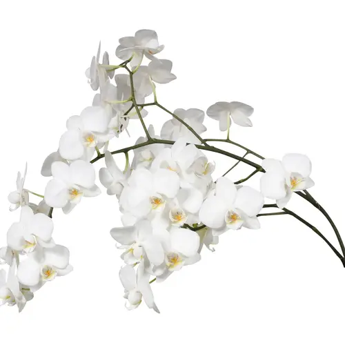 Phalaenopsis Mini weiss Venice 50 Blüte 3 Stiele