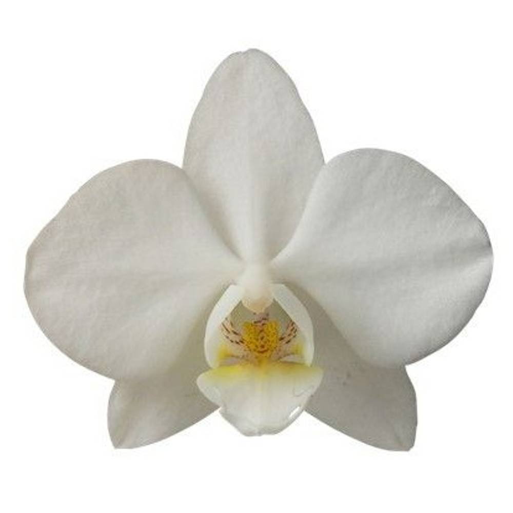 Phalaenopsis Mini weiss Venice 50 Blüte 3 Stiele