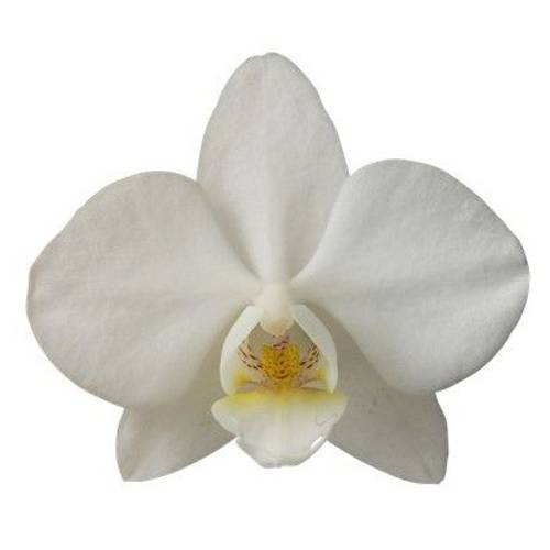 Phalaenopsis Mini weiss Venice 50 Blüte 3 Stiele