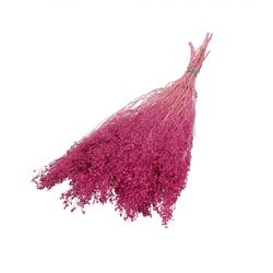 Trocken Broom Bloom rosa L50cm