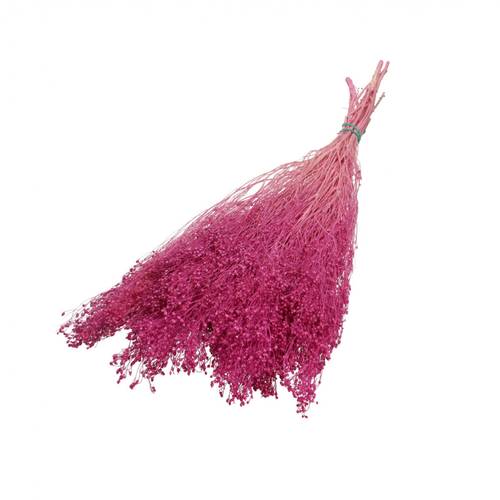 Trocken Broom Bloom rosa L50cm