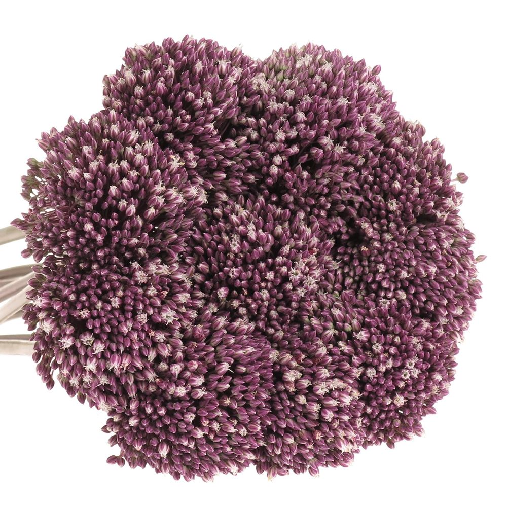 Allium lila Summer Drummer 80cm